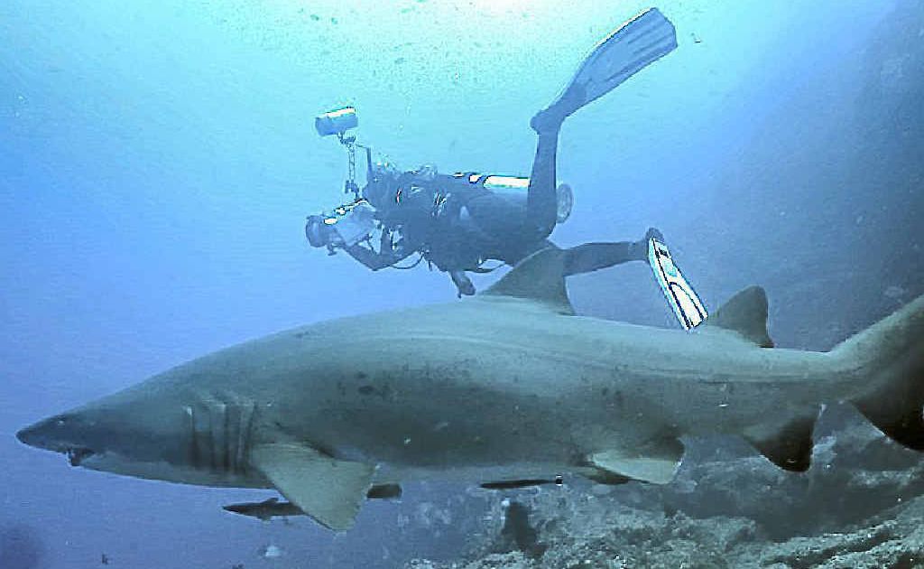 Fraser Island was chosen as one of 25 locations for a research expedition to find the aggregation grounds of the endangered grey nurse shark. Fraser Island was chosen as one of 25 locations for a research expedition to find the aggregation grounds of the endangered grey nurse shark.
